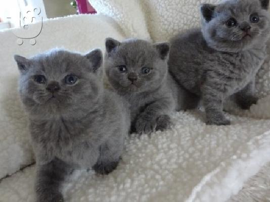 PoulaTo: Βρετανοί γατάκια Shorthair 3 αρσενικά και 3 Γυναίκες